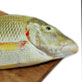 fish-2-thumb.jpg